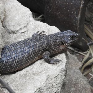 Gidgee skink