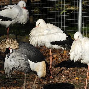 Grey-crowned crane and white storks