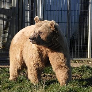 Syrian brown bear