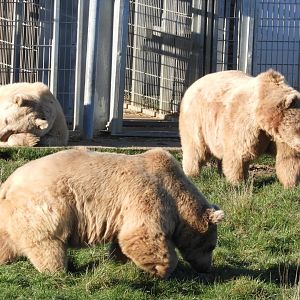 Syrian brown bears