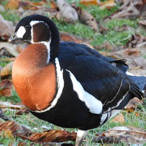 Red-breasted goose