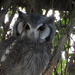 Northern white-faced scops-owl