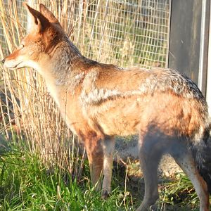 Black-backed jackal