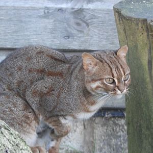 Rusty-spotted cat