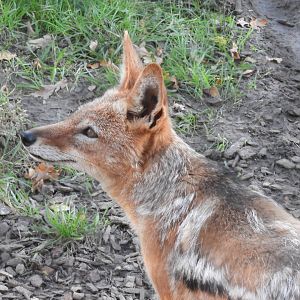 Black-backed jackal