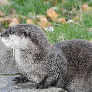Asian short-clawed otter