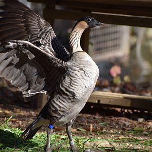 Nene ~ Saitama Children's Zoo
