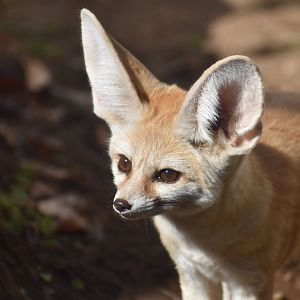 Fennec Fox ~ Saitama Children's Zoo
