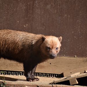 Bush Dog ~ Saitama Children's Zoo
