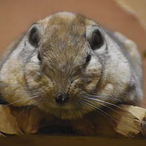 Common Gundi ~ Saitama Children's Zoo