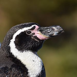 Humbolt Penguin ~ Saitama Children's Zoo