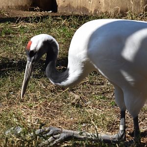 Red Crowned Crane ~ Saitama Children's Zoo