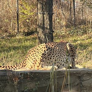 Davis the male cheetah
