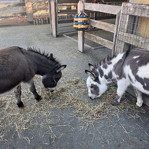 Harry and Lloyd the male Miniature donkeys