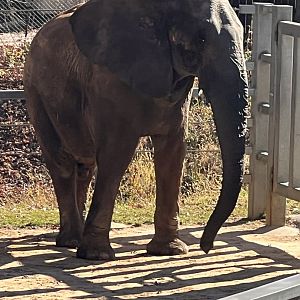 Tuffy the male African elephant