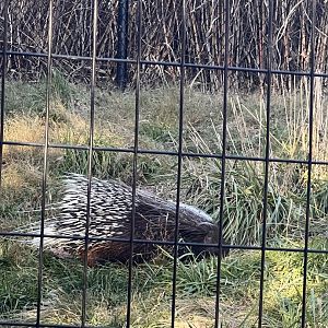 Kayin the male Cape porcupine