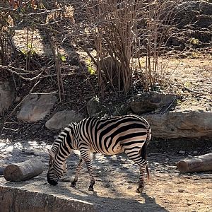 Phoenix the female Plains zebra
