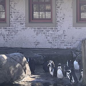 African penguins