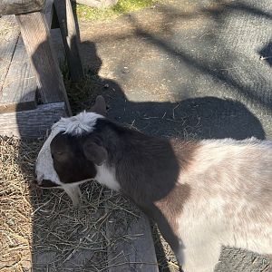 Moo the male Nigerian dwarf goat