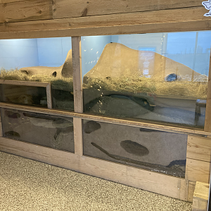 Pride of the Prairie - Black-footed Ferret Exhibits