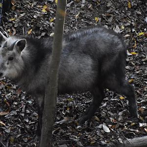 Japanese Serow ~ Saitama Children's Zoo