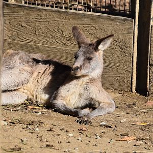 Grey Kangaroo  ~ Saitama Children's Zoo