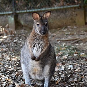 Bennett's Wallaby ~ Saitama Children's Zoo
