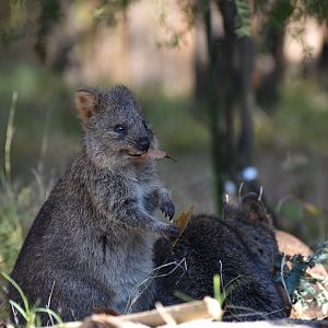 Quokka ~ Saitama Children's Zoo