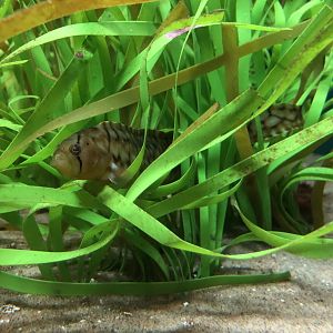 Penpoint gunnel, Apodichthys flavidus