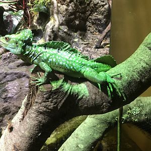 Plumed basilisk, Basiliscus plumifrons