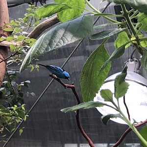 Blue dacnis, Dacnis cayana