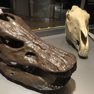 Diplodocus & giraffe skull replicas