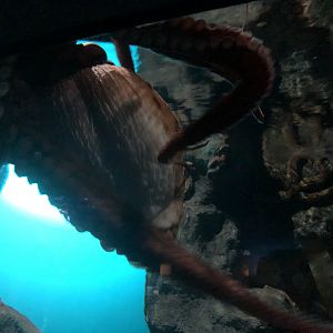 Giant Pacific octopus, Enteroctopus dofleini