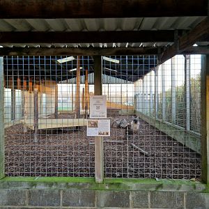Brown hyena enclosure main view