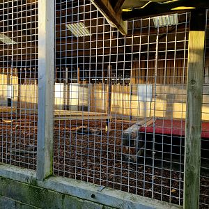 Brown hyena enclosure side view