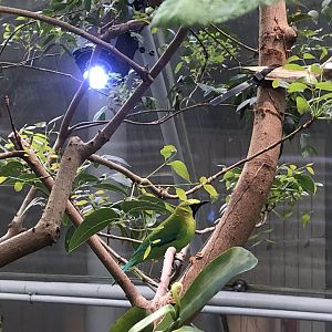 Blue-winged leafbird, Chloropsis moluccensis