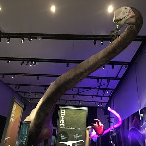 Life-sized Mamenchisaurus model