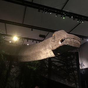 Life-sized Argentinosaurus (head & neck) model