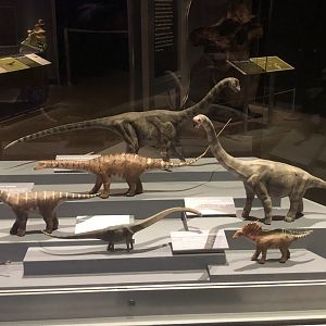 Various sauropod models (2% of actual adult size)