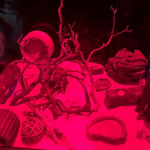 Northern grasshopper mouse habitat