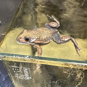 Banjo frog (Limnodynastes dumerilii)