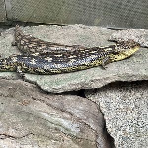 Blotched blue-tongue lizard (Tiliqua nigrolutea)