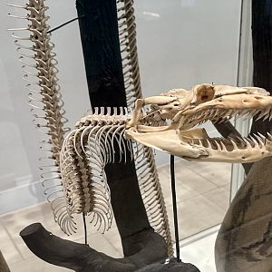 Reticulated Python (Skeleton)