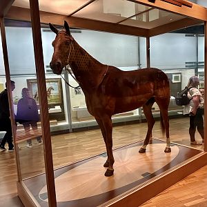 Phar Lap (Famous Australian Racehorse)