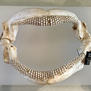 Smooth Stingray (Jaws)