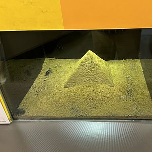 Egyptian Beetle Exhibit