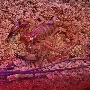 Flinders range scorpion (Urodacus elongatus)