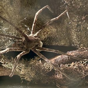 Giant water spider (Megadolomedes australianus)