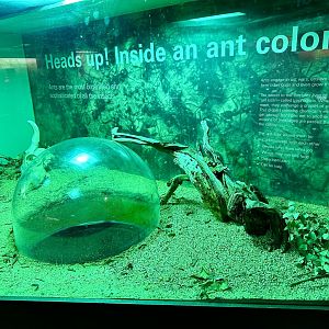 Meat Ant Exhibit