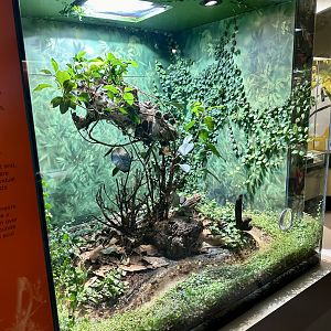 Green Tea Ant Exhibit